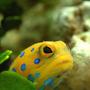 saltwater fish - opistognathus rosenblatti - blue spot jawfish stocking in 90 gallons tank - Bluespot Jawfish