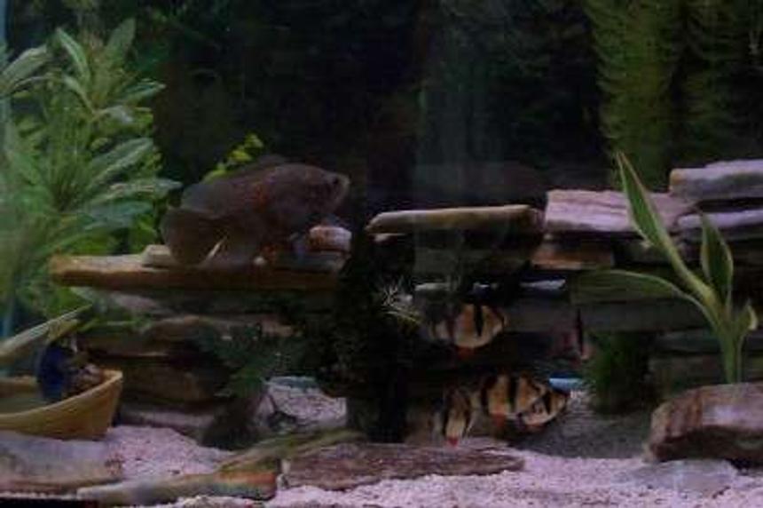 Rated #215: 55 Gallons Freshwater Fish Tank - new