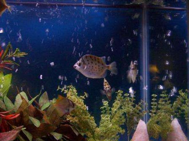 freshwater fish - scatophagus argus - ruby scat stocking in 29 gallons tank - Scats