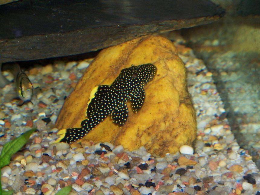 Rated #73: Freshwater Fish - Baryancistrus Sp. - Gold Nugget Pleco (l-18) Stocking In 65 Gallons Tank - Royal Nugget Pleco w/ Angel Fin Ram Chichlid to the left