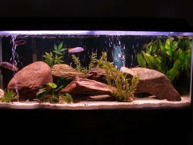 55 gallons freshwater fish tank (mostly fish and non-living decorations) - el natural