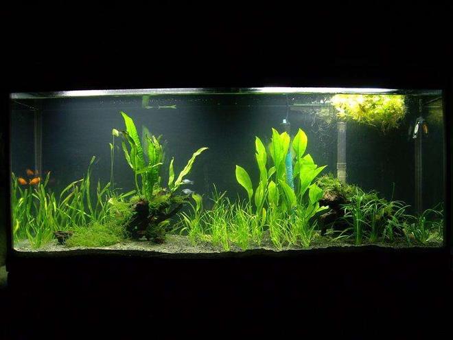 20 gallons planted tank (mostly live plants and fish) - 55 gallon tank