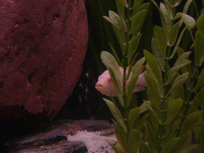 freshwater fish - pseudotropheus socolofi - albino socolofi stocking in 55 gallons tank - well this is my pride and joy he is so entertaining to watch.His name is SAGUA.,and he is an albino ice blue cichlid and has quite a personality let me know what you guys think.