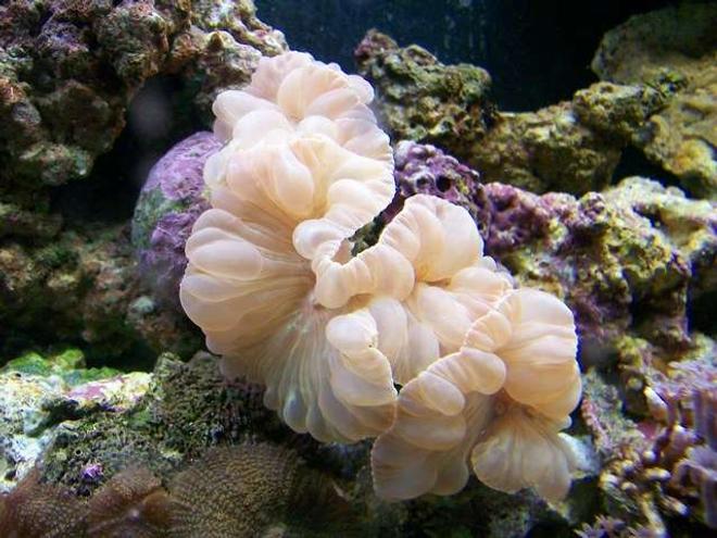 corals inverts - nemanzophyllia turbida - fox coral stocking in 55 gallons tank - My Fox Coral