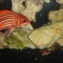 saltwater fish - lutjanus campechanus - red snapper stocking in 55 gallons tank - red snapper