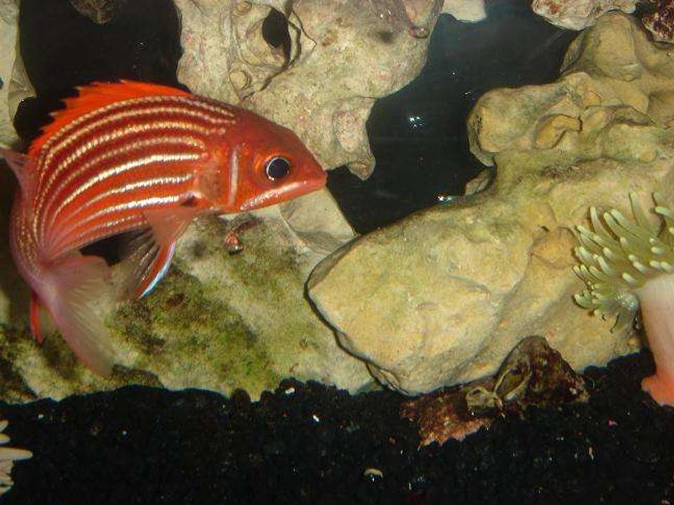 saltwater fish - lutjanus campechanus - red snapper stocking in 55 gallons tank - red snapper