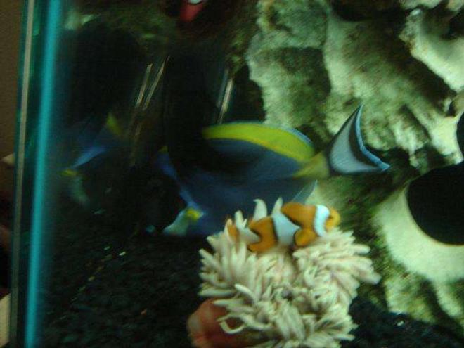 saltwater fish - acanthurus leucosternon - powder blue tang stocking in 55 gallons tank - clown fish