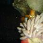 saltwater fish - amphiprion ocellaris - ocellaris clownfish stocking in 55 gallons tank - clown fish living inside anemoni