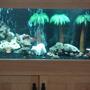 fish tank picture - thw whole tank