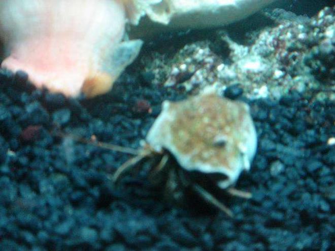 corals inverts - calcinus elegans - electric blue hermit crab stocking in 55 gallons tank - hermitt crab
