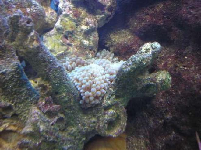 corals inverts - entacmaea quadricolor - bulb anemone stocking in 200 gallons tank - my new bubbletip annenome,still finding its spot in the tank.tomato clowns are now interacting with the anenomes,and their behaviour is great to watch. will get a shot of the clowns with anenome