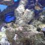 saltwater fish - paracanthurus hepatus - blue tang stocking in 200 gallons tank - photo of my blue tang, my favorite fish