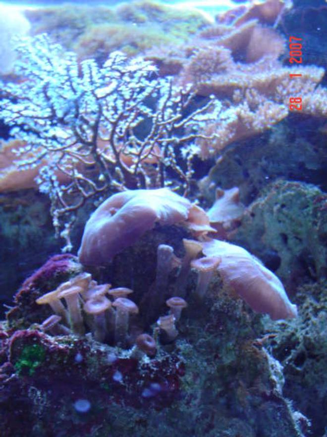 corals inverts - actinodiscus sp. - red mushroom stocking in 110 gallons tank - our tank