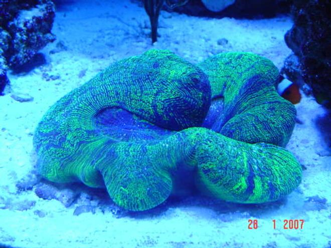corals inverts - trachyphyllia radiata - brain coral, wellsophyllia stocking in 110 gallons tank - green brain, our clown fish home!