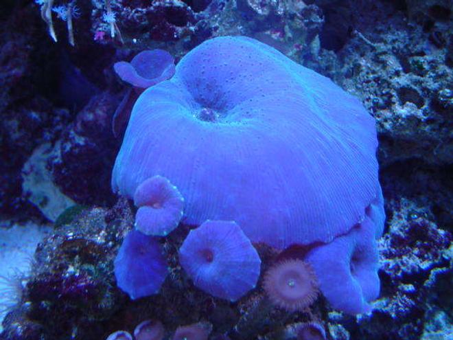 corals inverts - actinodiscus sp. - blue mushroom stocking in 110 gallons tank - blue mushrooms