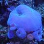 corals inverts - actinodiscus sp. - blue mushroom stocking in 110 gallons tank - blue mushrooms