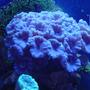 corals inverts - caulastrea furcata - candy cane coral stocking in 110 gallons tank - blue candycane