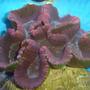 corals inverts - lobophyllia hemprichii - brain coral, lobophyllia stocking in 110 gallons tank - not sure what this is called?