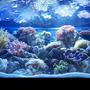 100 gallons reef tank (mostly live coral and fish) - 72 gal bow