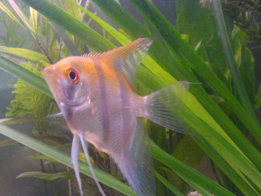 Rated #1555: Freshwater Fish - Pterophyllum Sp. - Silver Zebra Angel Stocking In 24 Gallons Tank - my 4 inch angel fish, i seen it in the shop on its own and i went up to the tank and it swam to the front and followed me as i looked around the tank for more, i had to get it