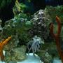 fish tank picture - sponges and coral