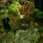 fish tank picture - colt coral