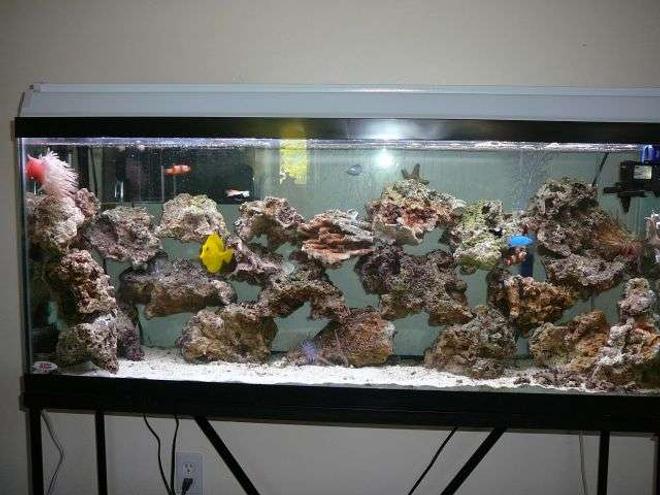 55 gallons saltwater fish tank (mostly fish, little/no live coral) - my 55 gallon tank salt tank