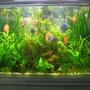 85 gallons planted tank (mostly live plants and fish) - my tank