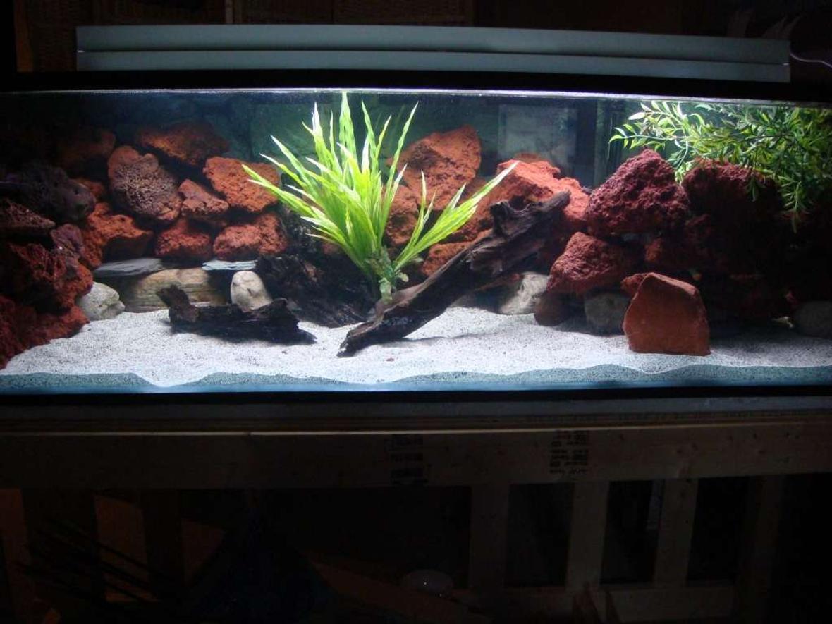 90 gallons freshwater fish tank (mostly fish and non-living decorations) - 125 g Mbuna/Peacock Set up Filters: Eheim 2280 canister, Emper 400 Power heads: 2 Aquar clear 700's Heaters: 2 Eheim 250w heaters Decorations: Lava rock, River Rock, Slate, Driftwood, Fake plants Substrate: Cichlid mix sand Fish: Yet to be inhabited ( 3 Aulunocara Steveni, Lemon Jake, 6 Yellow labs, 4 Cyno Afras "white Tops" 6 Saulosi, 5 1 Onixparinx "Electric Blue" Hap Alhi, Sunshine Peacock, Gold Peacock, 3 Red empress, and one Ruben red