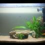 1 gallon freshwater fish tank (mostly fish and non-living decorations) - Funky tank with a discus cave
