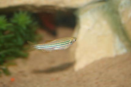 freshwater fish - danio rerio - zebra danio stocking in 1 gallon tank - little fish