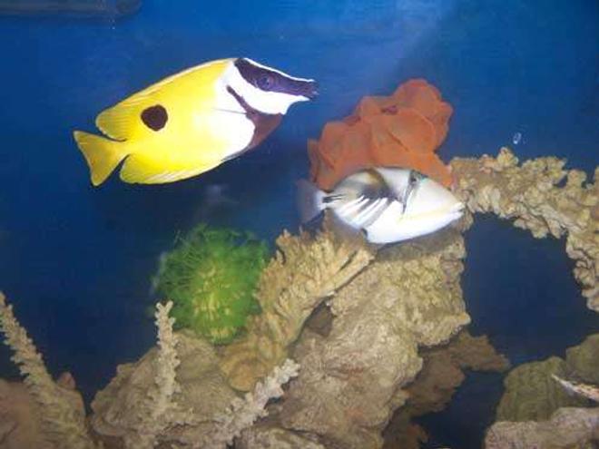 saltwater fish - siganus unimaculatus - one spot foxface stocking in 110 gallons tank - Trigger and Foxface