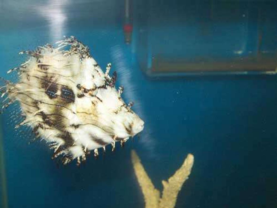 saltwater fish - chaetodermis pencilligerus - tassle filefish stocking in 110 gallons tank - My Tassle Filefish