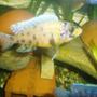 freshwater fish - labeotropheus fuelleborni - fuelleborni cichlid stocking in 70 gallons tank - cichlid