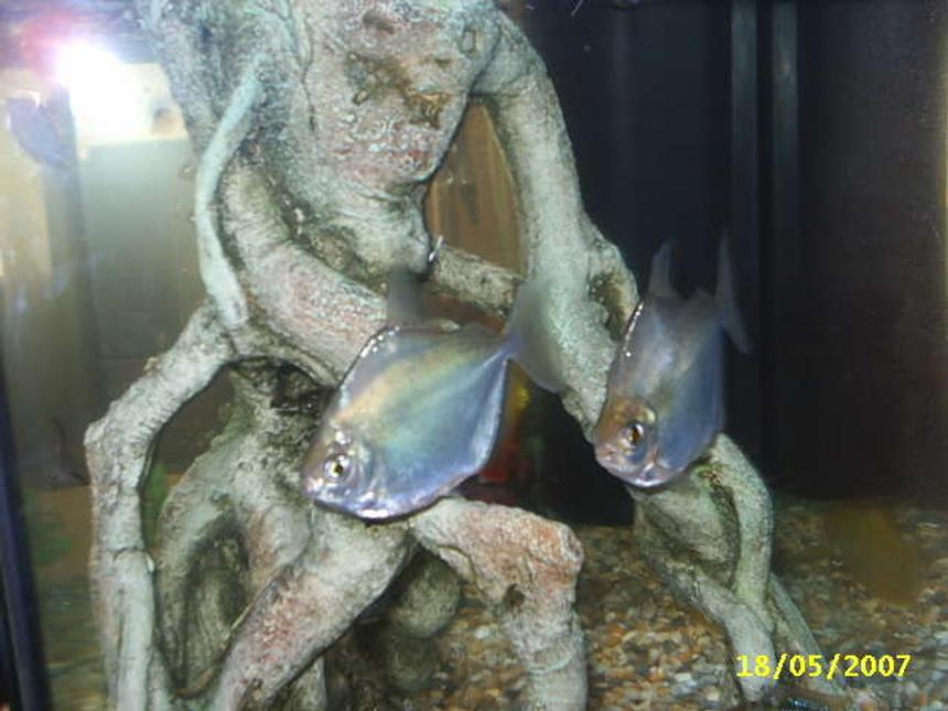Rated #2157: Freshwater Fish - Metynnis Argenteus - Silver Dollar Stocking In 20 Gallons Tank - my 2 huge silver dollars side by side