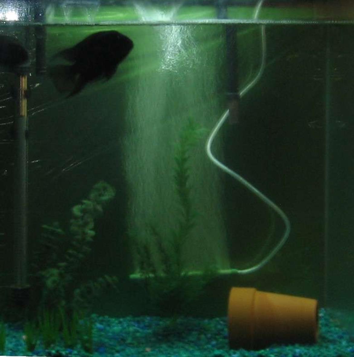 55 gallons freshwater fish tank (mostly fish and non-living decorations) - convicts