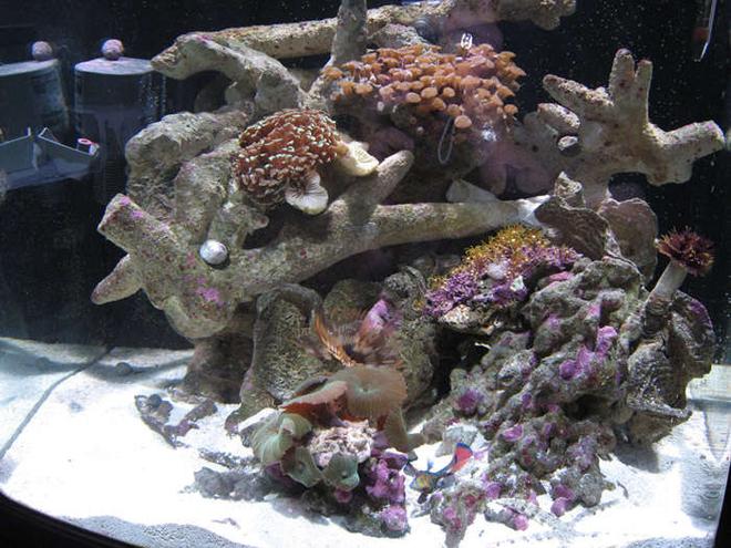 24 gallons reef tank (mostly live coral and fish) - MY 24 GL NANO CUBE