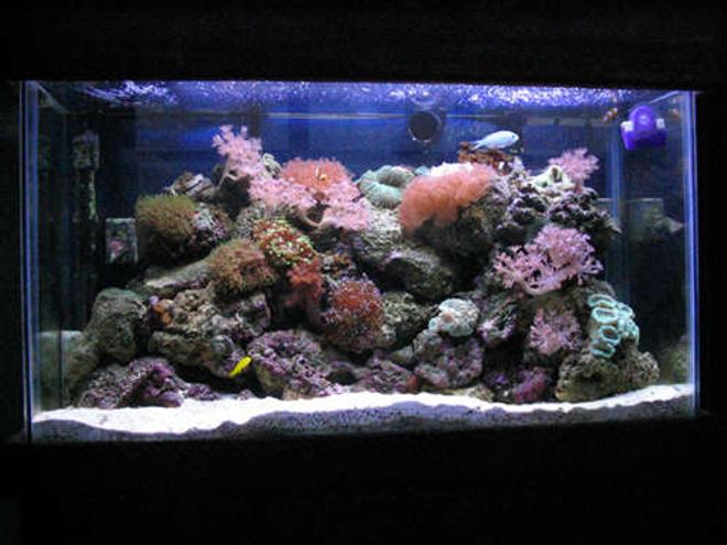 reef tank (mostly live coral and fish) - 30 gallon reef... after doing this for a little while I know now how wrong my early setup was.. (first pics).. stocklist: 6 line wrasse, blue chromis, 2 false perculas and a yellow clown goby. Also a shrimp, sand starfish and a cleanup crew...