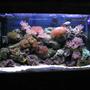 reef tank (mostly live coral and fish) - 30 gallon reef... after doing this for a little while I know now how wrong my early setup was.. (first pics).. stocklist: 6 line wrasse, blue chromis, 2 false perculas and a yellow clown goby. Also a shrimp, sand starfish and a cleanup crew...