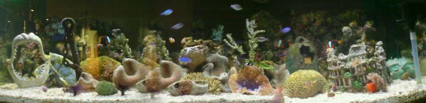 Rated #177: 900 Gallons Reef Tank - reef tanks