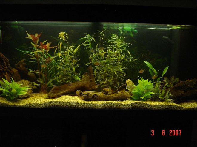 240 gallons planted tank (mostly live plants and fish) - My tank. Only been running a couple of months. Still has more fish to come. 

1 x Angel
1 x Golden Nugget Pleco
1 x Black Widow Tetra
2 x Glowlight Tetra
3 x Red Eyed Tetra
4 x Bleeding Heart Tetra