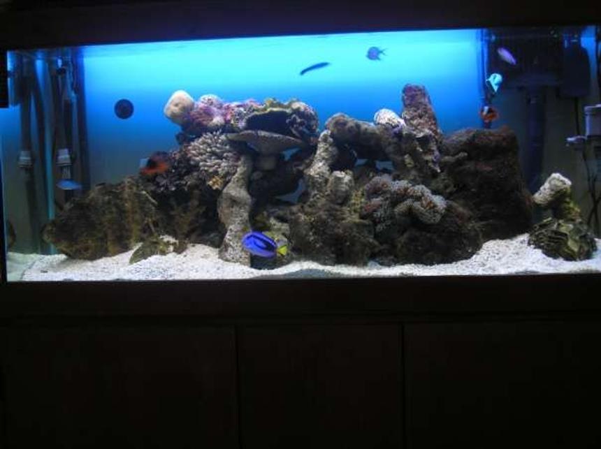 Rated #18: 200 Gallons Saltwater Fish Tank - my 4 foot tank with 2 new anenomes & live rock. 2 tomato clowns, 1 coral beauty,1 blue tang,1 zebra humbug,1 cleaner wrasse, 4 blue schooling fish,2 hermits, 1 skunk shrimp,5 snails. heaps of live rock, clam shells. getting ready to add corals + maybe another fish