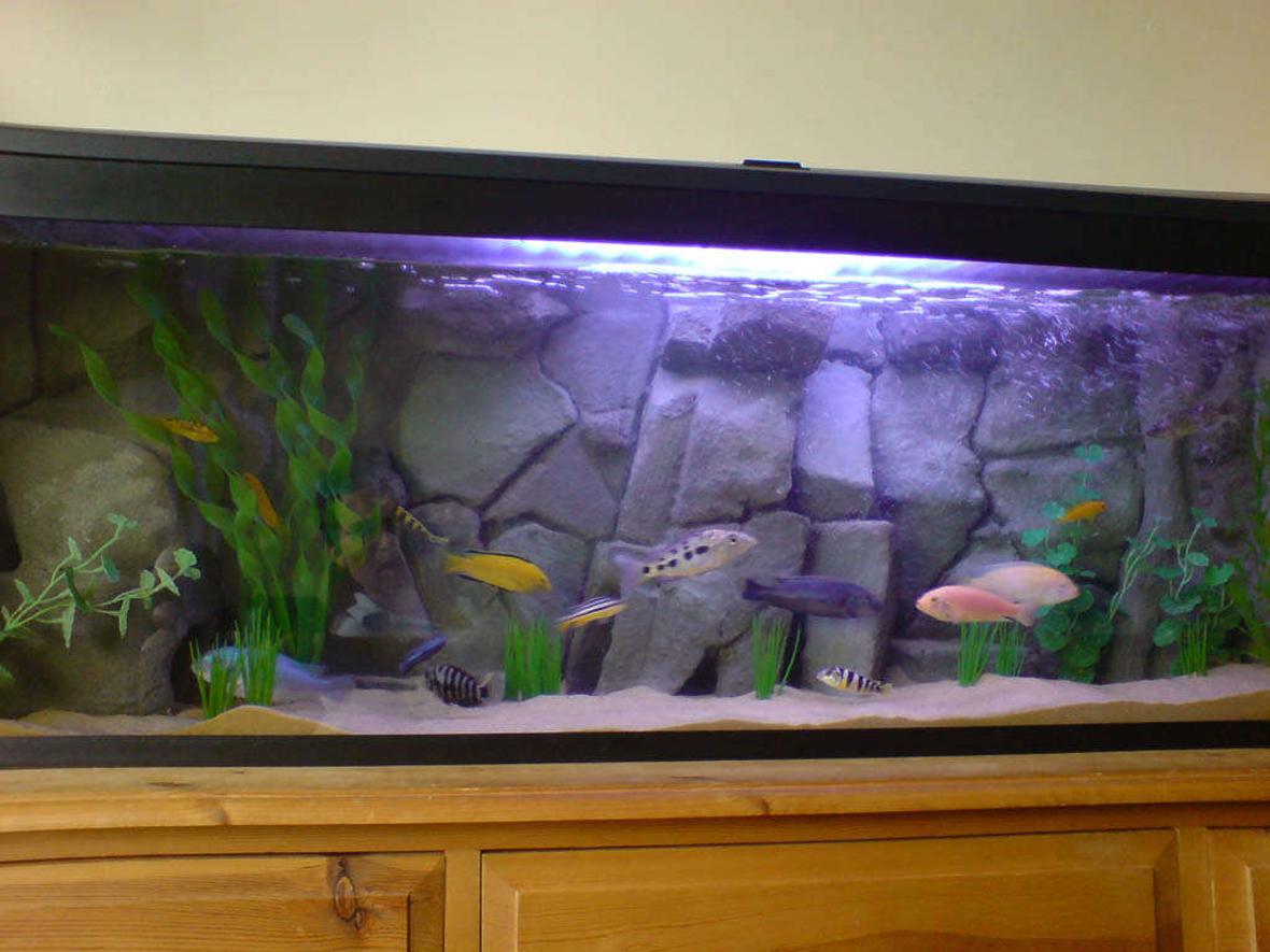 40 gallons freshwater fish tank (mostly fish and non-living decorations) - 4ft tank with homemade 3D background. 1 marine white bulb and blue actnic light to enhcnce the fishes colours. Several built in caves (with side views) mean the fish have places to hide and feel safe. The fake rock overhangs give a nice authentic feel and great shadows.