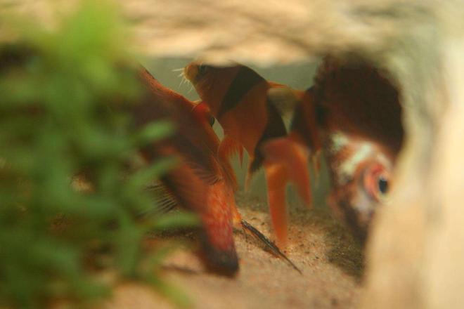 freshwater fish - botia macracantha - clown loach stocking in 1 gallon tank - funky cave close up!!