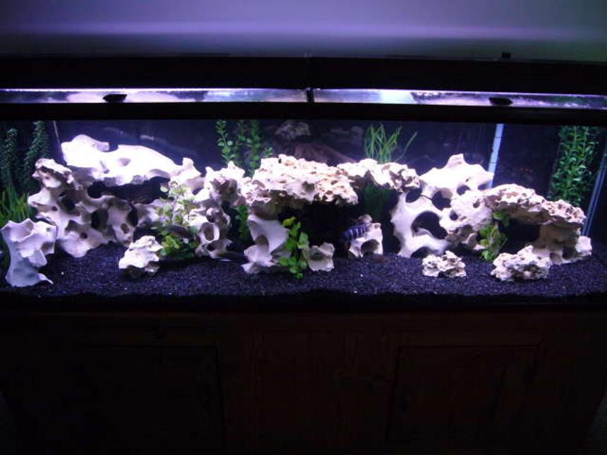 Rated #54: 125 Gallons Freshwater Fish Tank - 125 g african cichlid tank. Just added 70 more pounds of texas holey rock.
