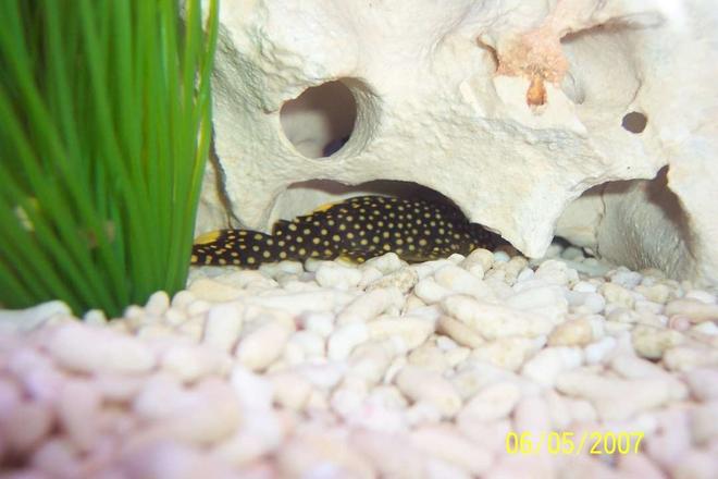 freshwater fish - baryancistrus sp. - gold nugget pleco (l-18) stocking in 80 gallons tank - My gold nugget hiding out!