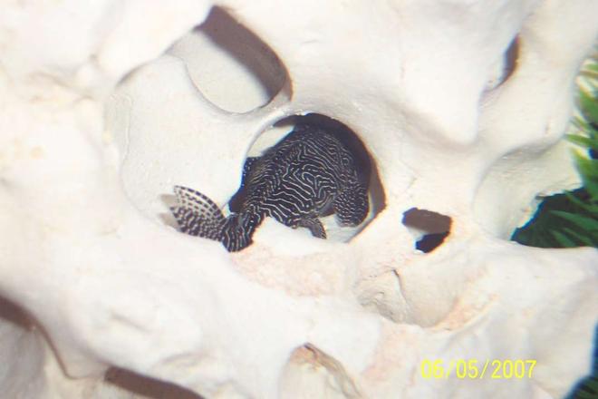 freshwater fish - hypancistrus sp. - queen arabesque pleco (l-260) stocking in 80 gallons tank - My queen arabesque pleco hiding out!