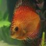 freshwater fish - symphysodon spp. - pigeon blood discus stocking in 1 gallon tank - THE MOTHERSHIP