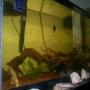 fish tank picture - My 50G (so) Long (I had to take the picture from the side).