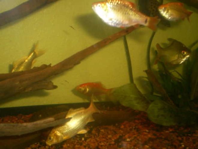 freshwater fish - carassius auratus - goldfish stocking in 50 gallons tank - Some of the inhabitants of my 50G:  2 Koi, 1 Common Pleco, 1 Feeder Goldfish, 2 of my Gold Barbs, 1 Leaf Fish, & 1 of my Tinfoil Barbs ...and a partridge in a pear tree!